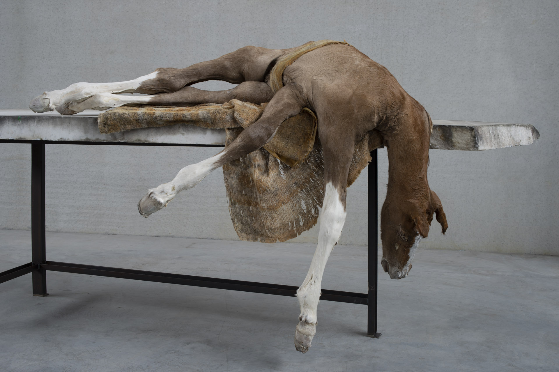 Berlinde De Bruyckere, Lost V, 2021–2022, peau de cheval, marbre, textile, fer, époxy, exposition Khorós, BOZAR, Bruxelles, 2025, (c) courtesy l’artiste et Hauser & Wirth, (c) photo Mirjam Devriendt, Boombartstic Art Magazine