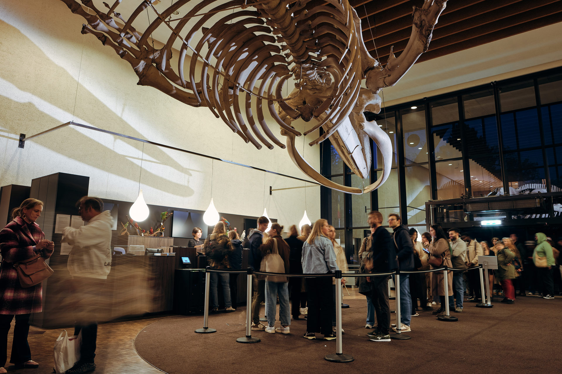 Brussels Museums, fréquentation des musées bruxellois 2025, Musée des Sciences Naturelles, Bruxelles, (c) photo Sam Glazier, Boombartstic Art Magazine