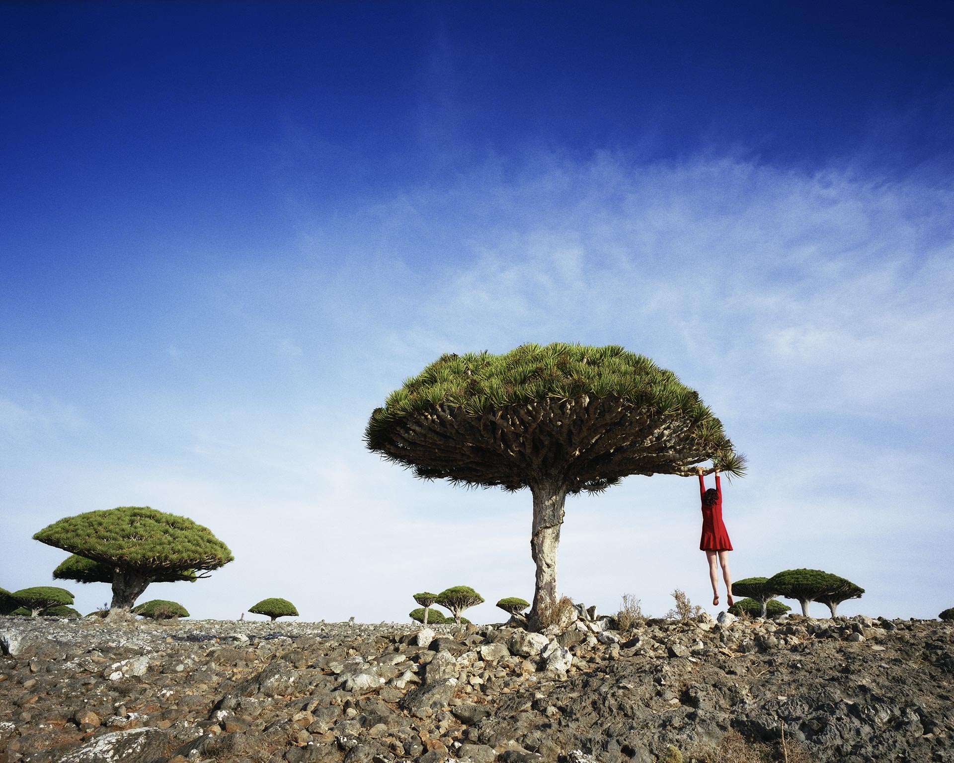 Scarlett Hooft Graafland, Dragon's Blood, 120 x 150 cm, Impression analogique sur Dibond, édition 1/6, exposition Beyond the Horizon, Michèle Schoonjans Gallery, 2026, (c) Scarlett Hooft Graafland, courtesy Michèle Schoonjans Gallery, Boombartstic Art Magazine