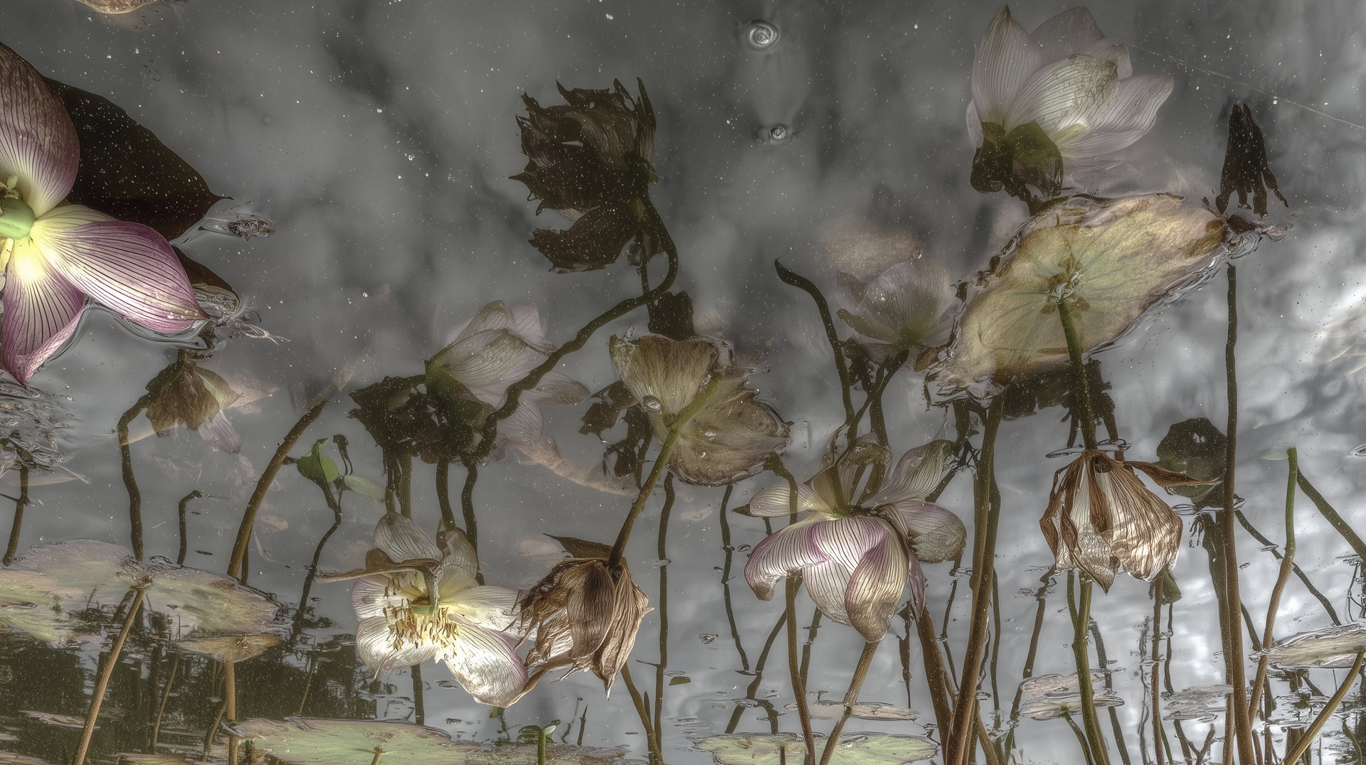 Sébastien Lacomblez, exposition Les Formes Vides, Installation Vidéo, 3', 2026, musée Horta, bruxelles, 2026, (c) Sébastien Lacomblez, agenda avril 2026, Paysages & Jardins, Boombartstic Art Magazine