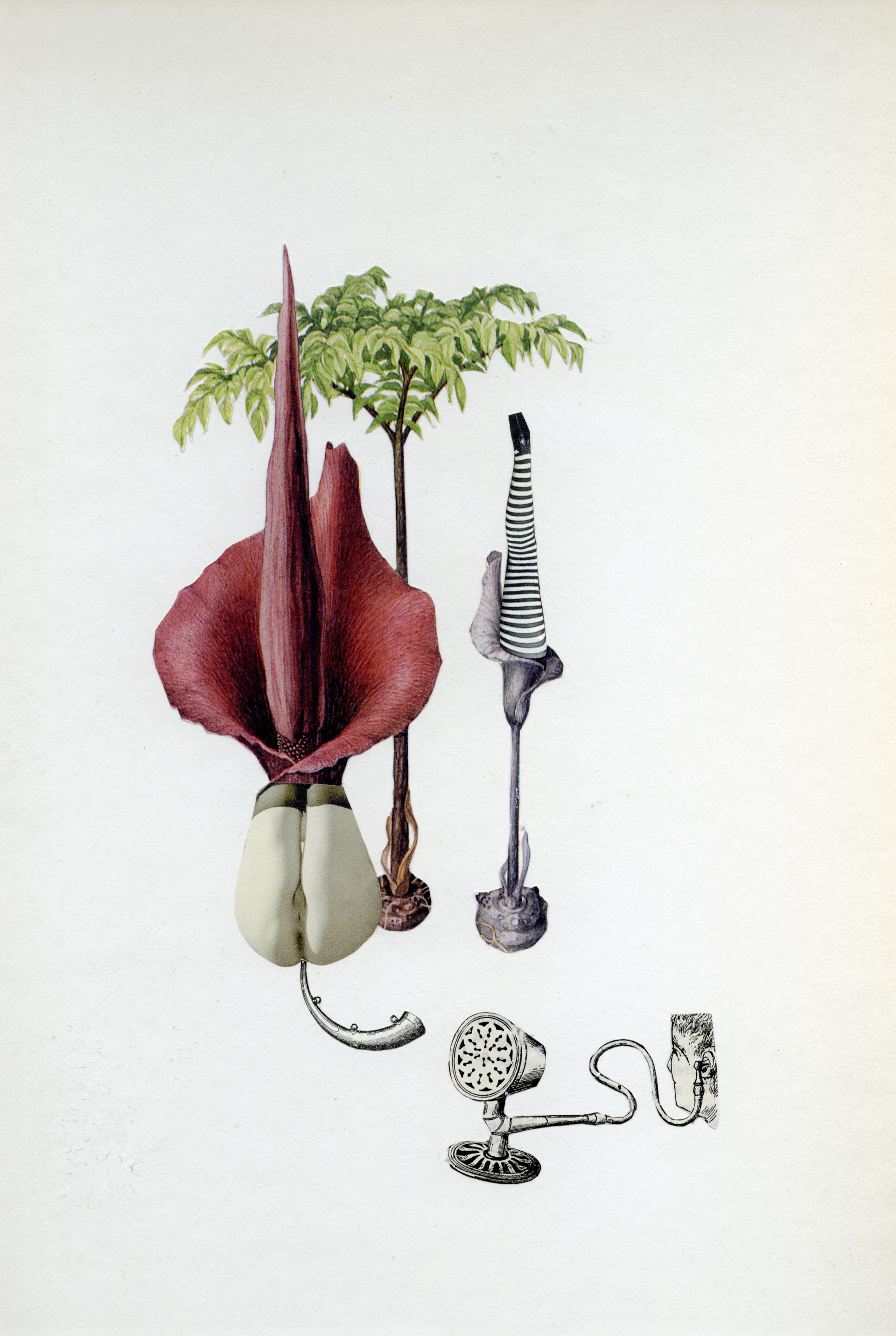 Nathalie Amand, Amorpho-phallus bavard, 23 X 35 cm, photo-collage, exposition La Botanique, Le Salon d'Art, Bruxelles, 2026, (c) Nathalie Amand, courtesy Le Salon d'Art, Boombartstic Art Magazine
