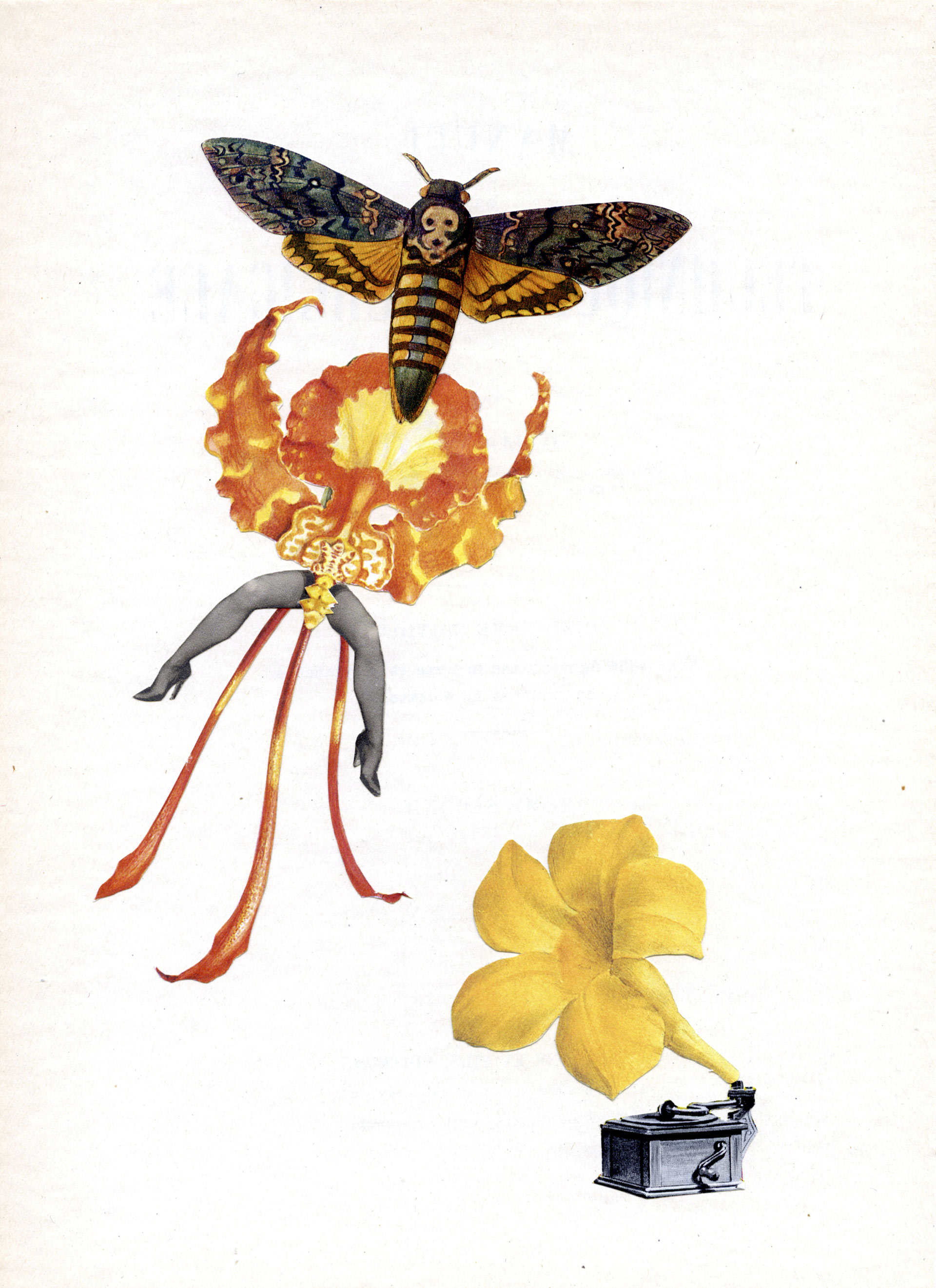 Nathalie Amand, Orchidée Papillon, 22 X 32 cm, photo-collage, exposition La Botanique, Le Salon d'Art, Bruxelles, 2026, (c) Nathalie Amand, courtesy Le Salon d'Art, Boombartstic Art Magazine